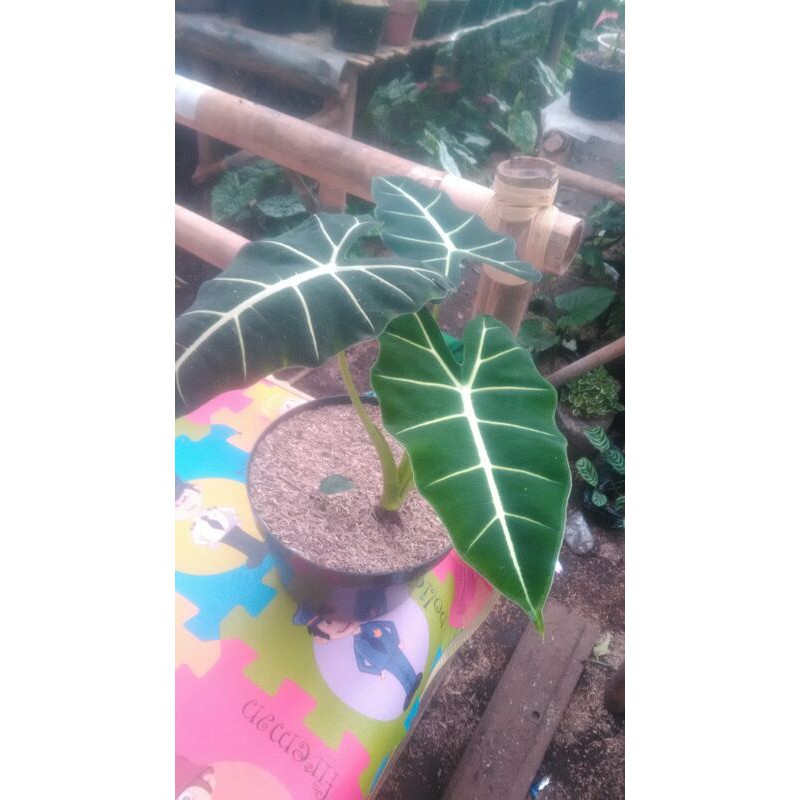 tanaman hias keladi neon beranjak remaja