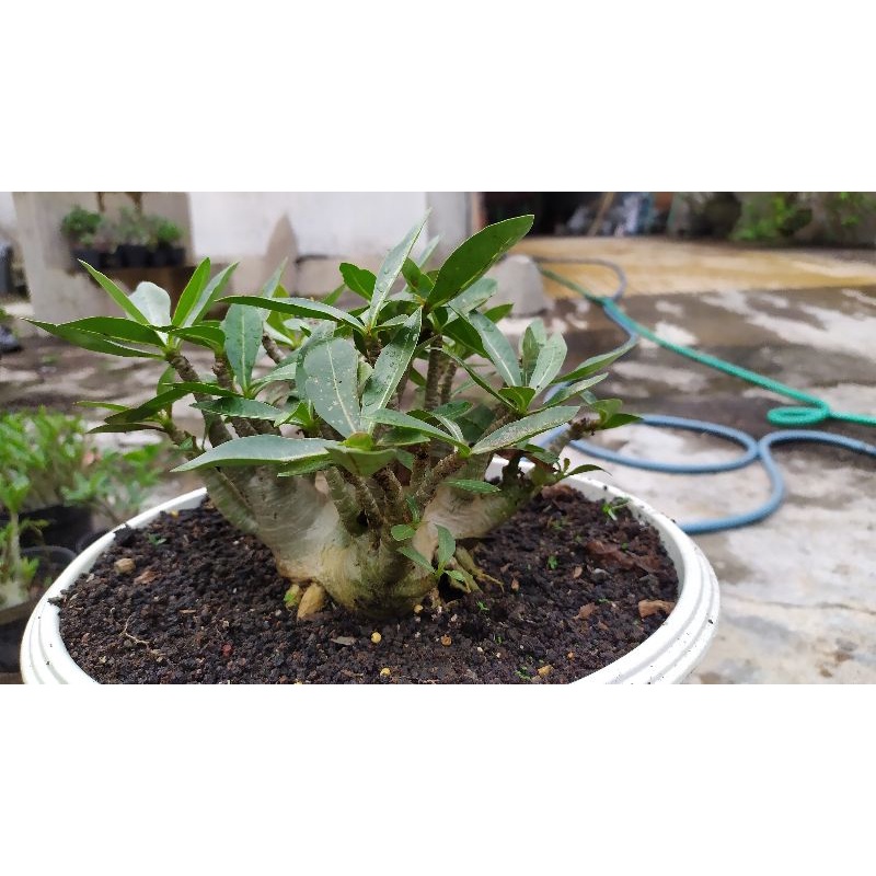 Adenium arabicum hybrid Godji Ori