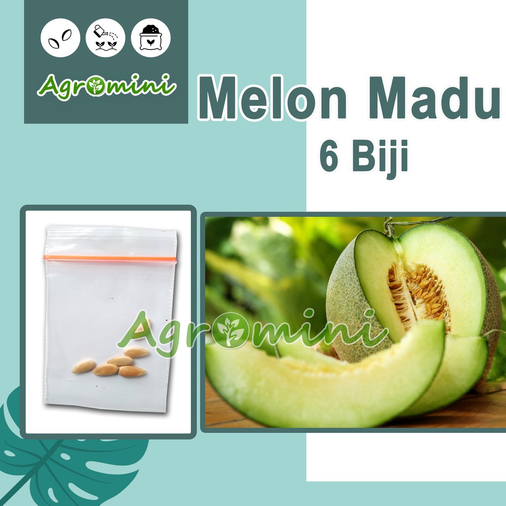 

6 Benih Melon Madu Hibrida Melani Bibit Tanaman Buah Melon Madu Daging Tebal Unggul