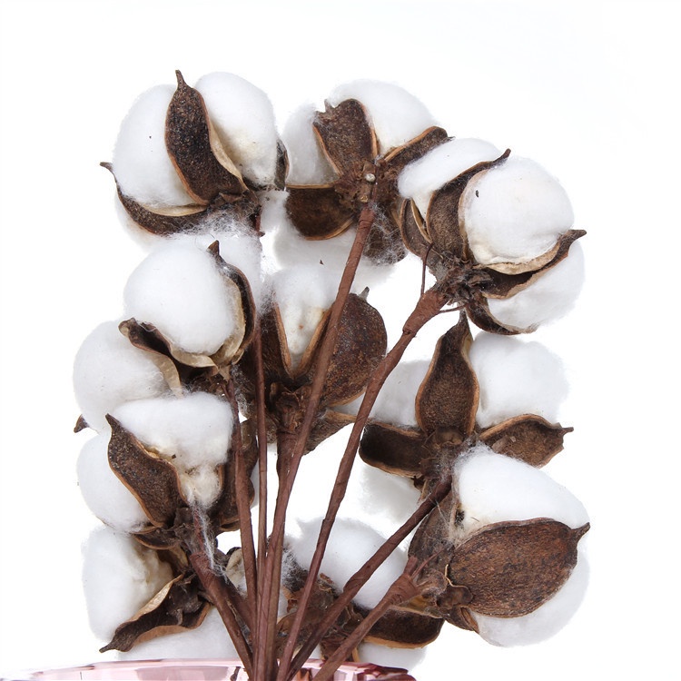 KB15 BUNGA KAPAS KERING / DRIED COTTON FLOWER ECER PER TANGKAI [1KG=171PCS]