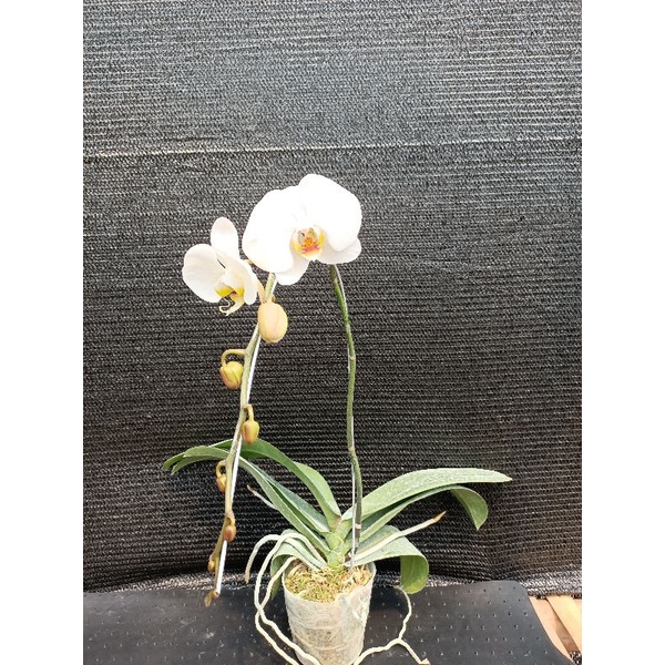 TANAMAN HIAS ANGGREK BULAN JUMBO PUTIH