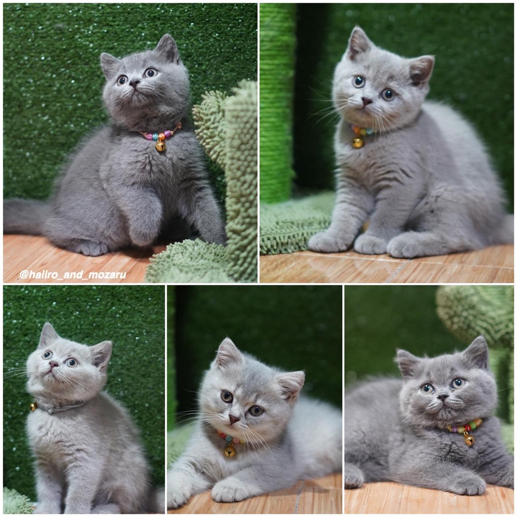Kucing BSH British Short Hair Pure Breed Non Ped