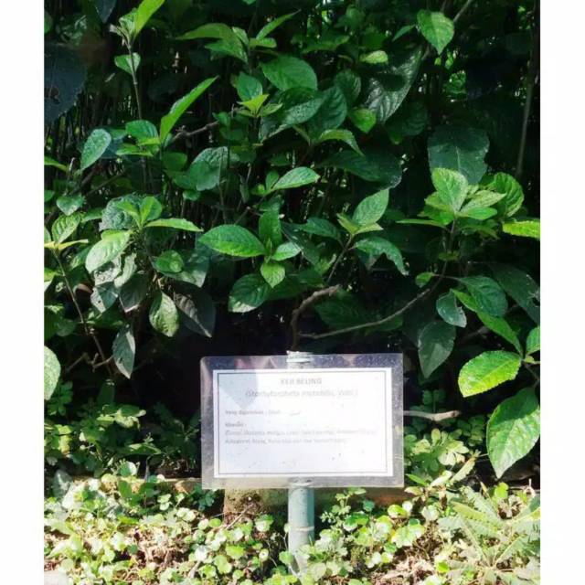 Bibit tanaman obat keji beling