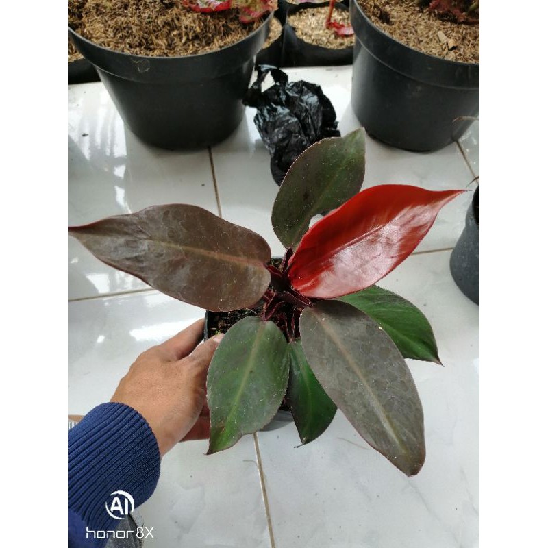 Tanaman Hias Philodendron imperial red.