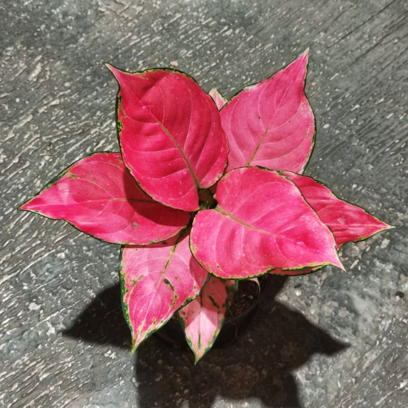 AGLONEMA PINK CATRINA DEWASA (10 daun UP)