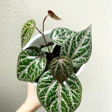 Tanaman hias sirih merah tanaman herbal sirih merah tanaman hias hidup sirih merah tanaman sirih mer