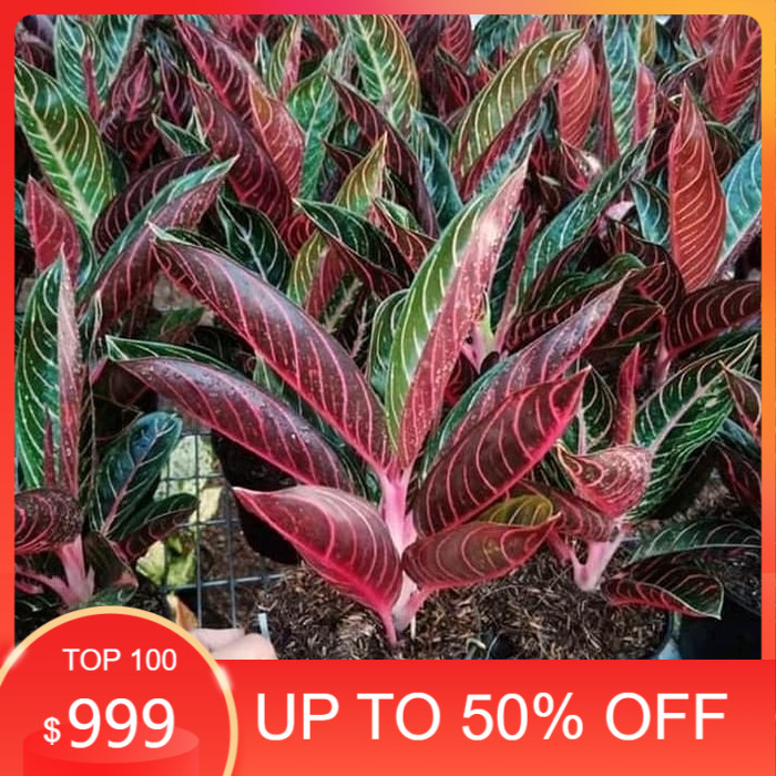 READY stok Tanaman hias aglonema RED SUMATRA - BIBIT Aglonema red sumatra