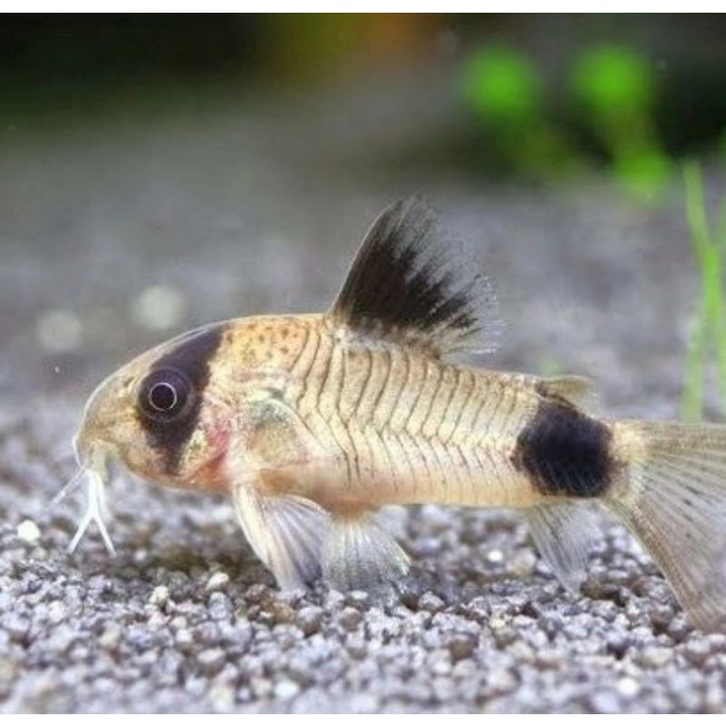 Ikan hias coridoras panda ikan pemakan lumut aquascape