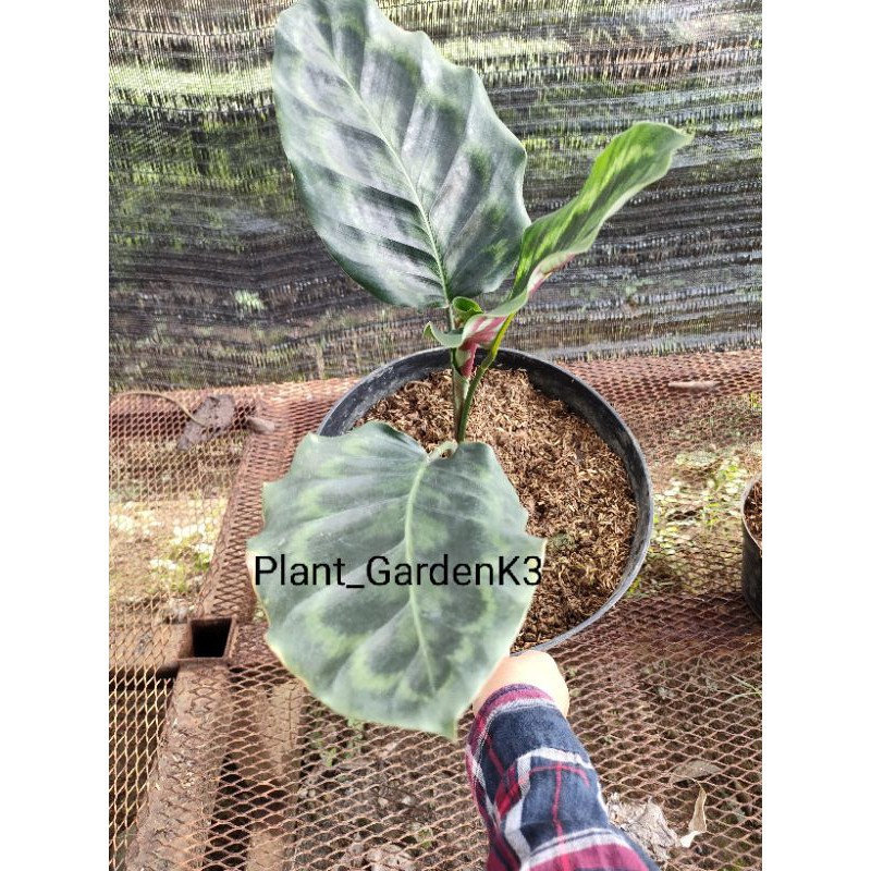 Calathea merak peacock