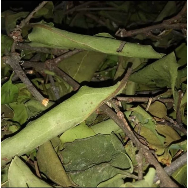 

benalu jengkol kering per 500GRAM