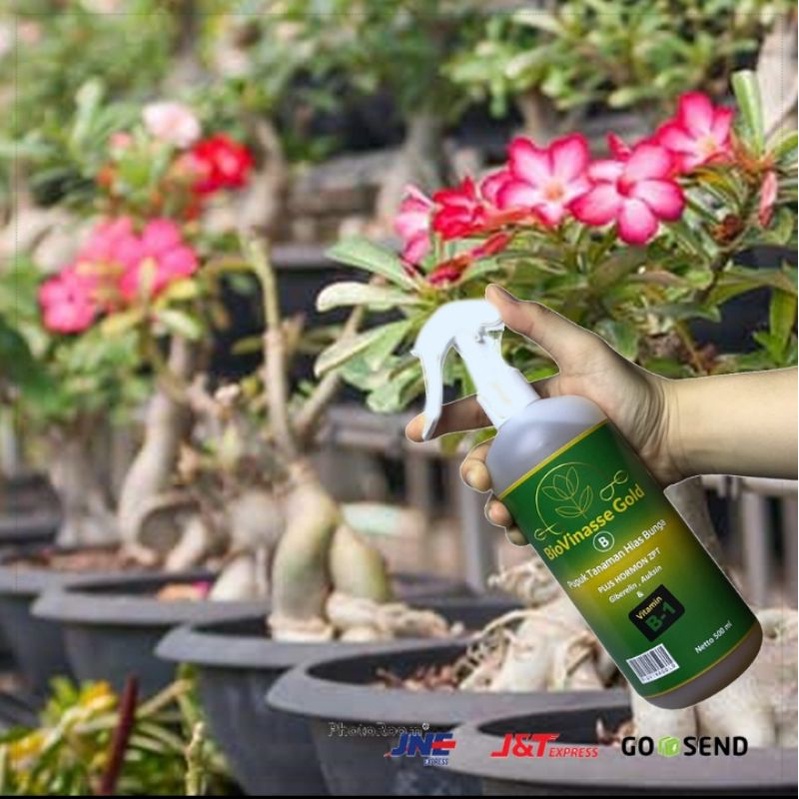 Pupuk Cair Probiotik Tanaman Hias Bio Vinasse Gold Pupuk Cair Siap Pakai 500 Ml