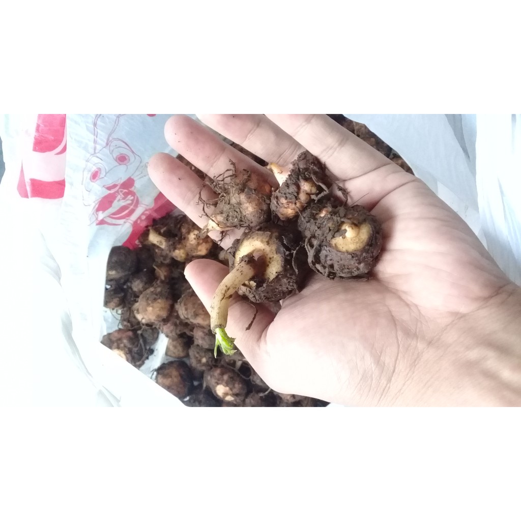 Bibit Porang Umbi Spora, Bibit Porang Umbi Mini Bibit porang super, siap tanam, bibit dari umbi 1 kg