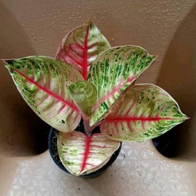 Tanaman hias aglonema moonlight - aglonema moonlight