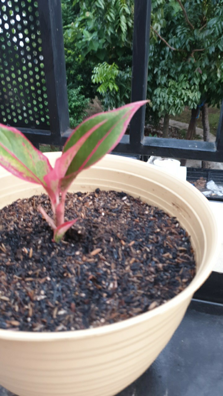 Tanaman Aglonema Lipstik |tanaman Hias Aglonema