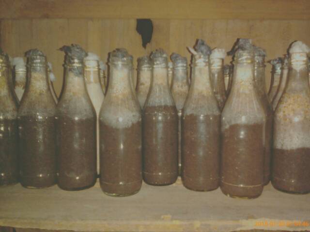 Bibit Jamur Kuping Dan Jamur Tiram / Perlengkapan Budidaya Jamur Tiram Dan Jamur Tiram Coklat