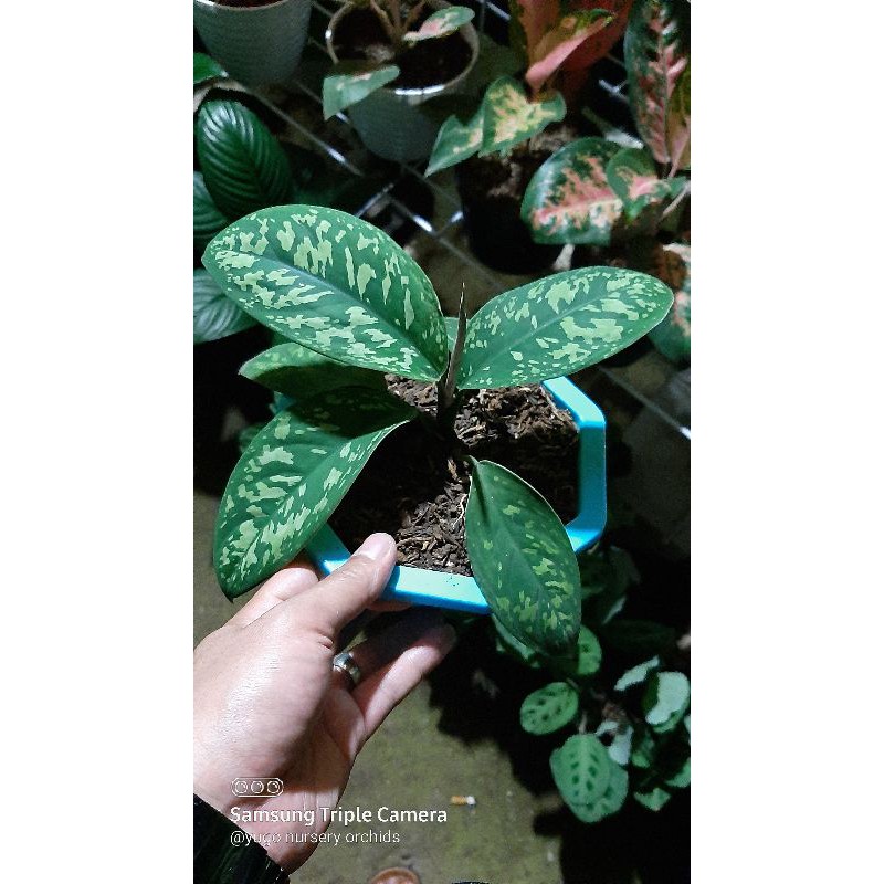 Aglonema karet aglonema army ukuran sedang