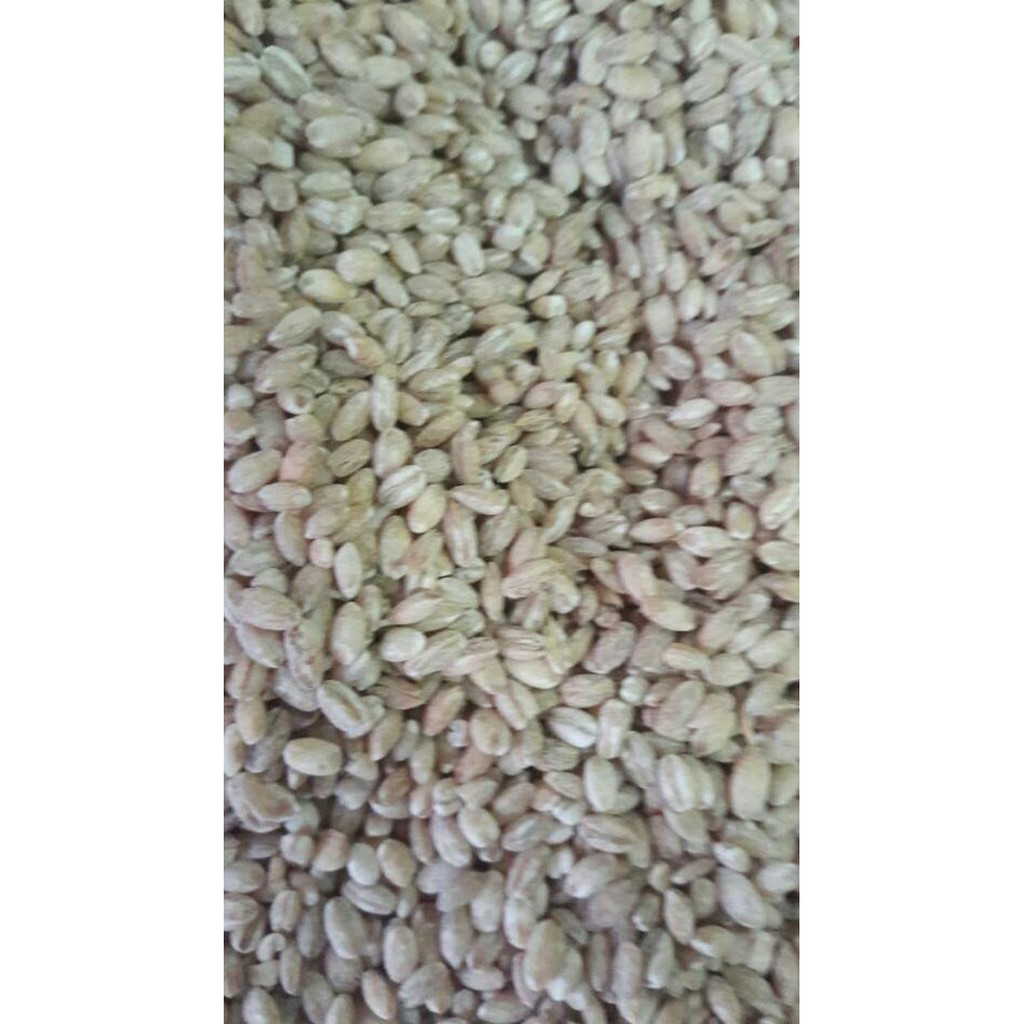 

Jual JALI JALI ORGANIK 500gram 500 gram Murah