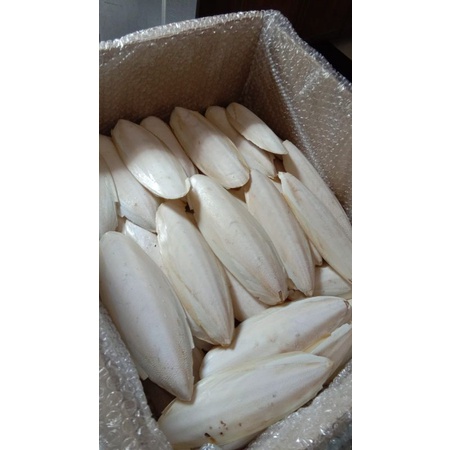 Sotong Cangkang 12cm Tulang Cumi Kalsium Iodium garam kering utk burung reptil gecko hamster