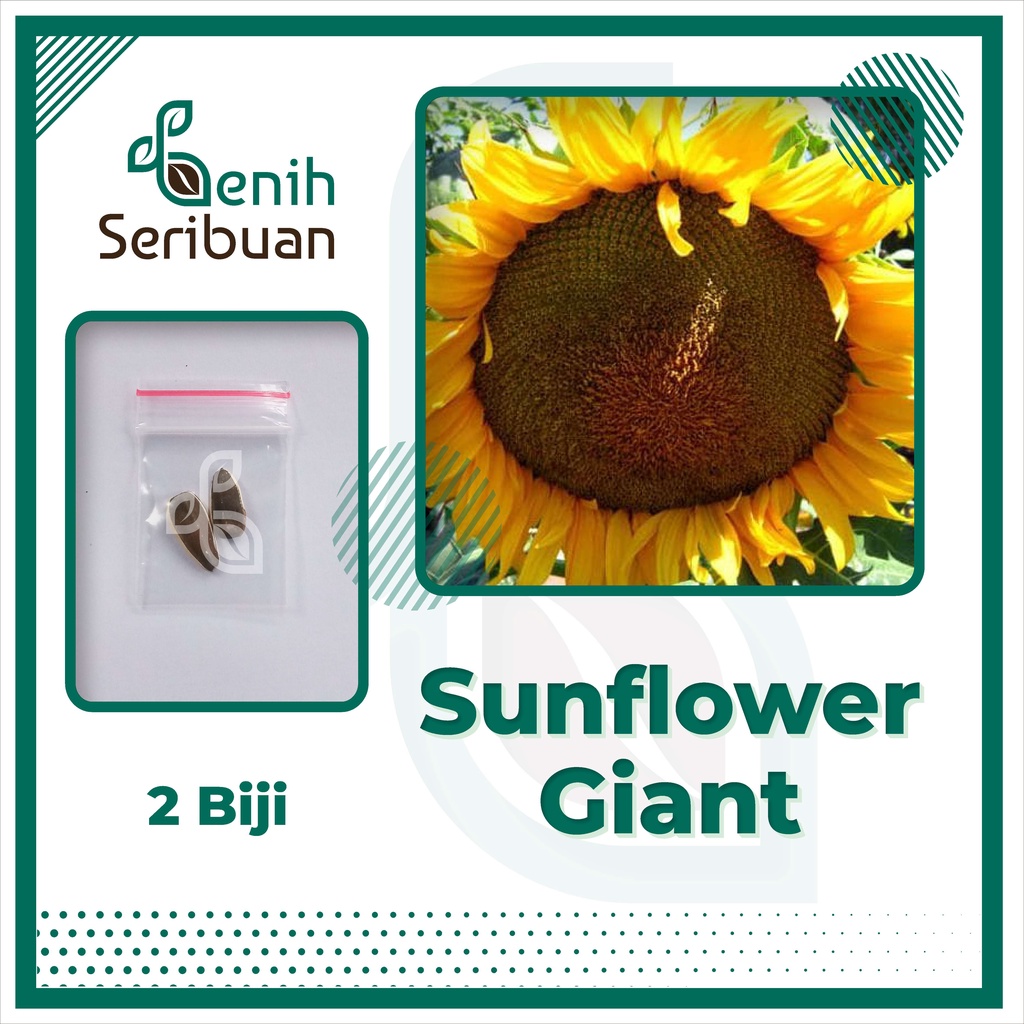 BS-BYL Bibit Bunga Benih Tanaman Bunga Hias Matahari Mawar Aster Vinca Krisan Telang Sunflower Krokot Lavender Marigold Zinnia-SUNFLOWER GIANT