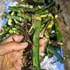 bibit duda bolong bertunas