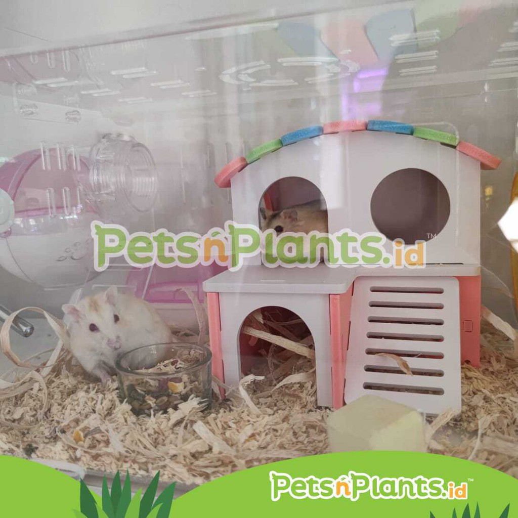 Kandang Hamster Akrilik Acrylic Cage Crystal Clear Import Lengkap 35 x 25 x 25 cm-1