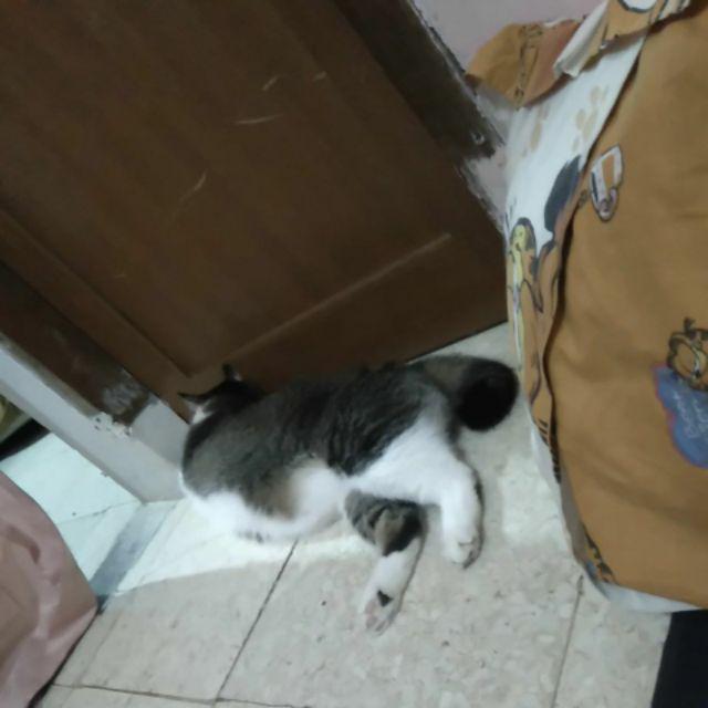  Mainan  Monopoli Internasional Monopoli Mancanegara 