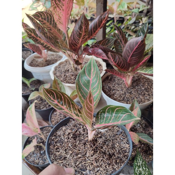 aglonema Red sumatra / POS