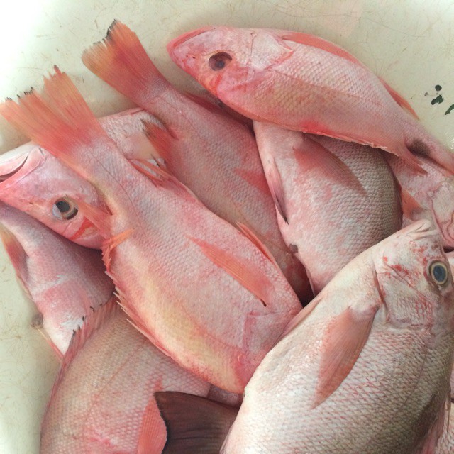 

Ikan Kakap Merah Segar 1000 Gram
