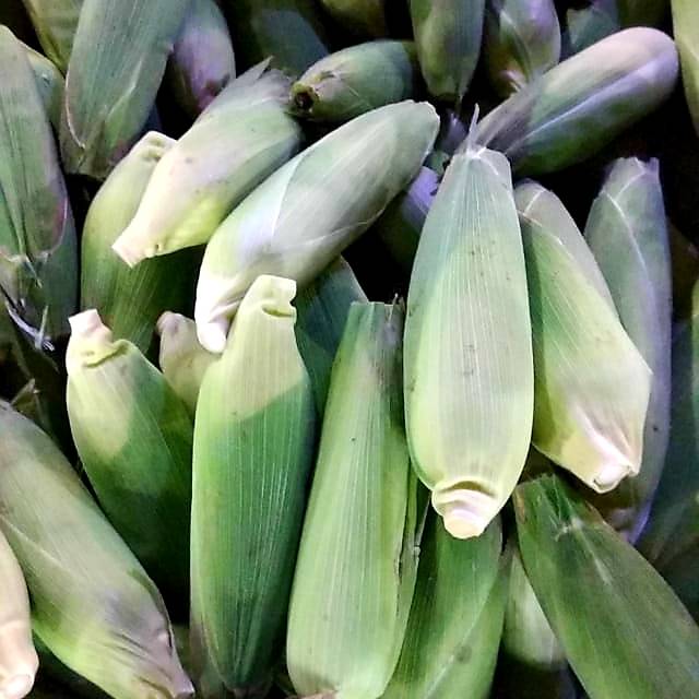 

JAGUNG MANIS SEGAR