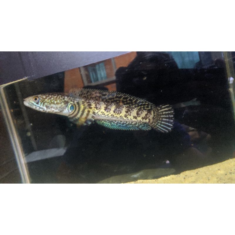 channa auranti simet, sortiran keras 16-18cm