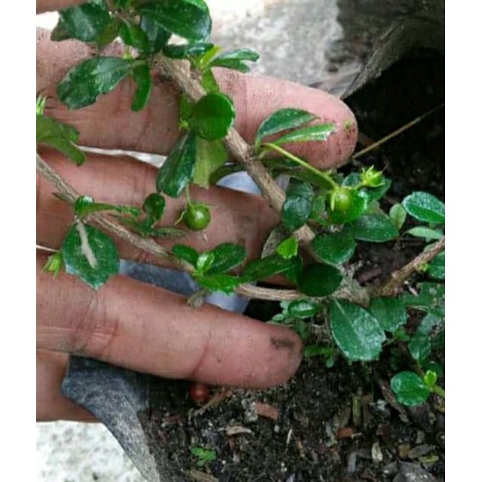 Bahan Bonsai Hokianti Micro Buah Ori Impor