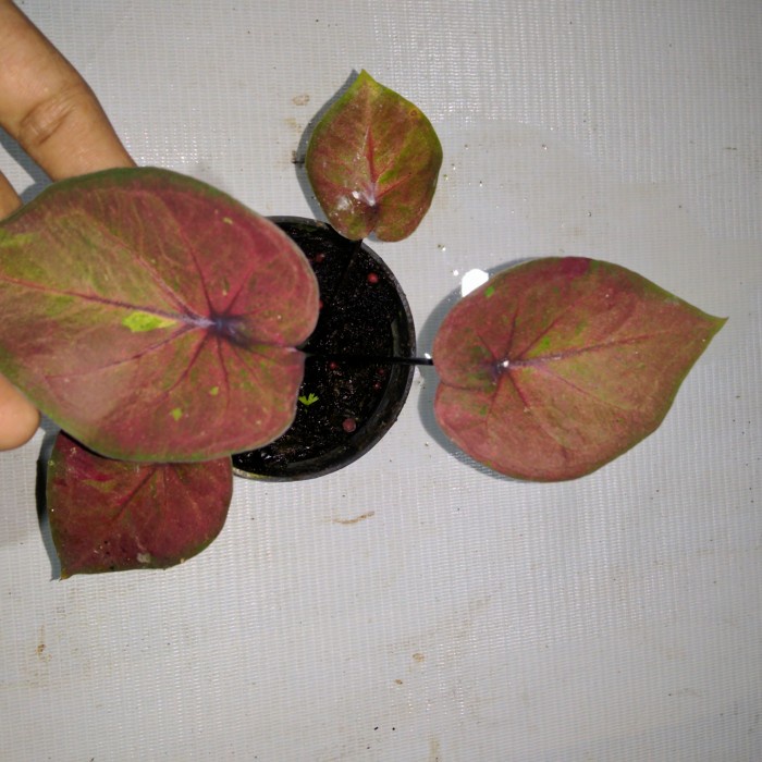 caladium burik hybrid HN series ori biji keladi