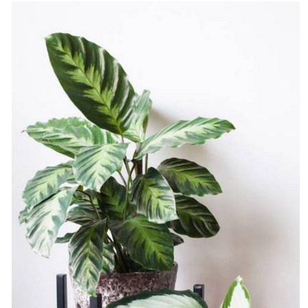 Calathea Intratuin