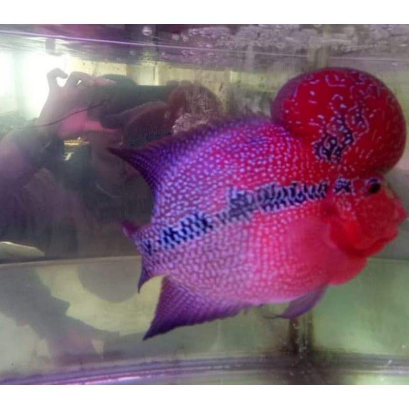 

ikan louhan burayak srd