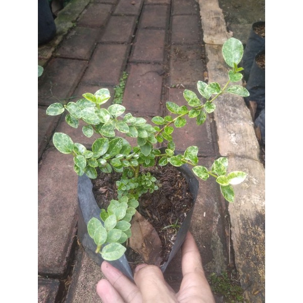 Bibit bonsai sancang variegata