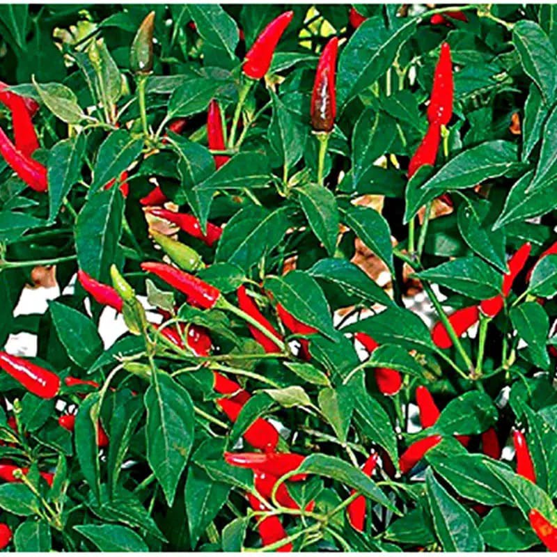 Cabe Rawit Hijau - 40 Benih Cabai rawit atau cabai kathur