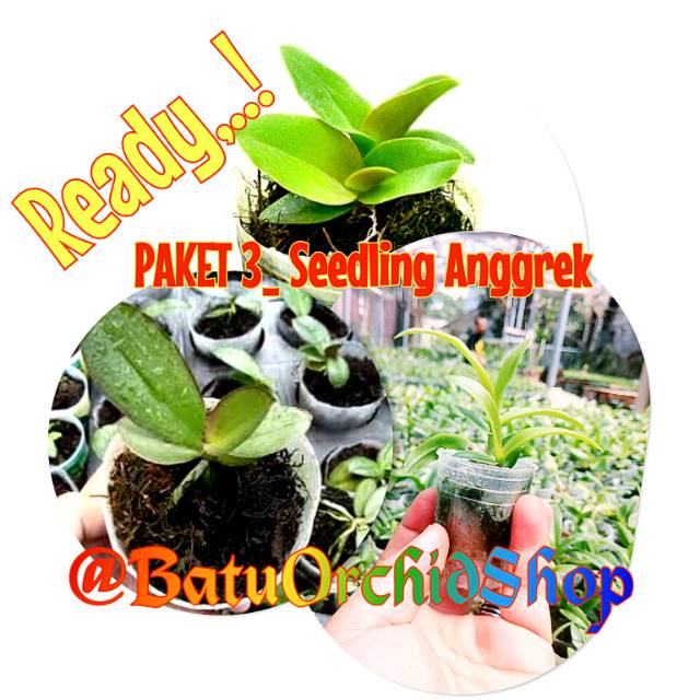 Seedling Anggrek Paket 3pcs Jenis Bulan,Cattleya,Dendro