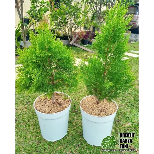 Tanaman hias cemara kipas - Cemara kipas ukuran besar