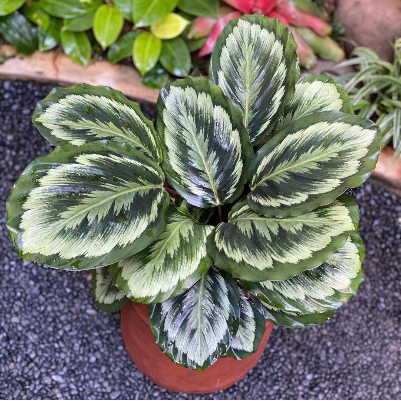 Calathea medalion V2 ( Tanaman hias calathea medalion V2 import )