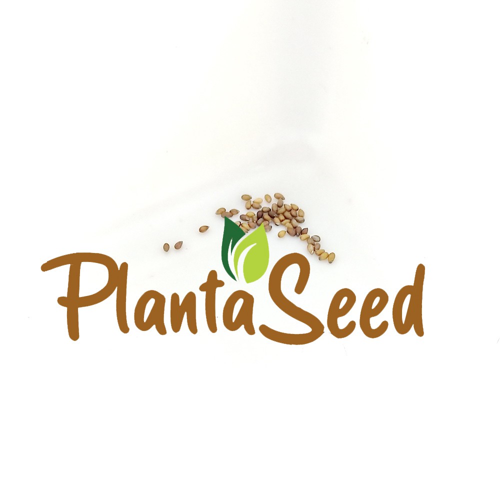 PlantaSeed - 50 Seeds - Viola Johnny Jump Up Biji Bunga - PAS0210
