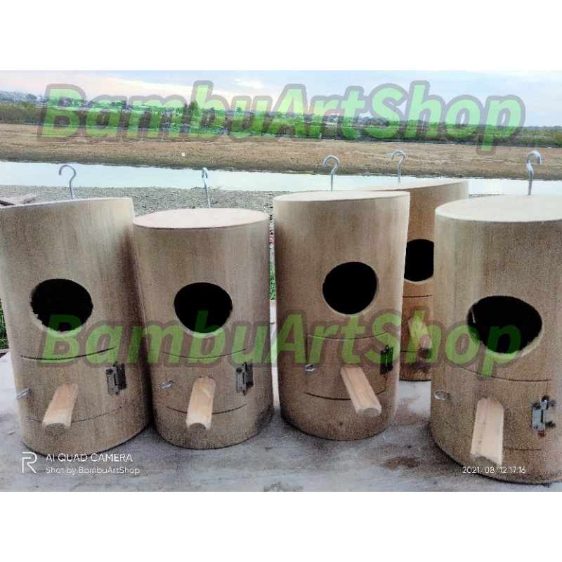 Image of Glodok bambu lovebird berdiri #2