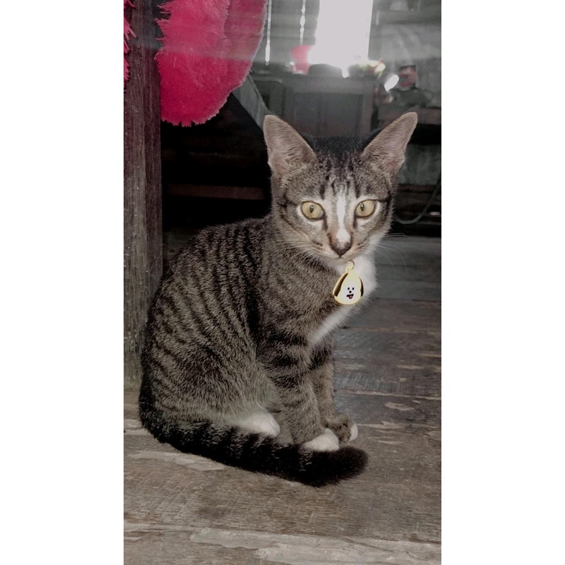 Kalung Kucing Anjing Kelinci Motif BTS Lucu Kalung Tali FEZONE