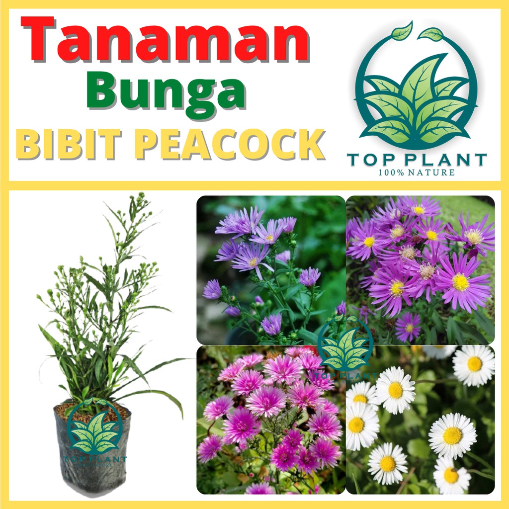 bibit bunga aster pikok ( Symphyotrichum pilosum )- tanaman hias hidup