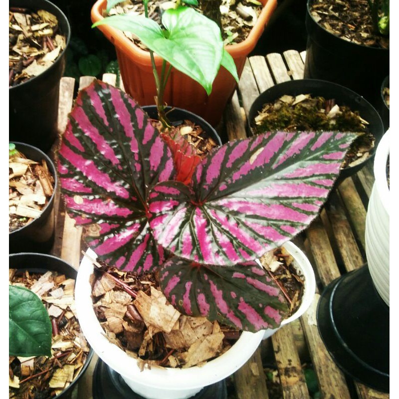 Begonia Rex Walet