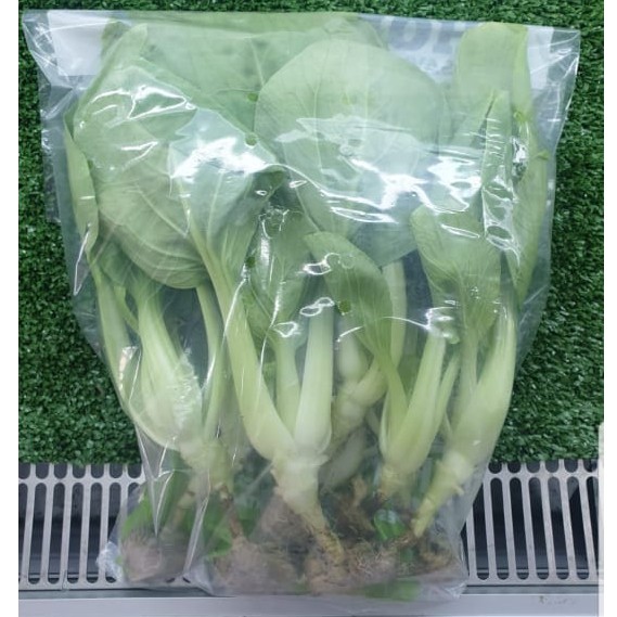 

Sayur Hidroponik Organik Pokchoy. 250 gram, 2 Pax
