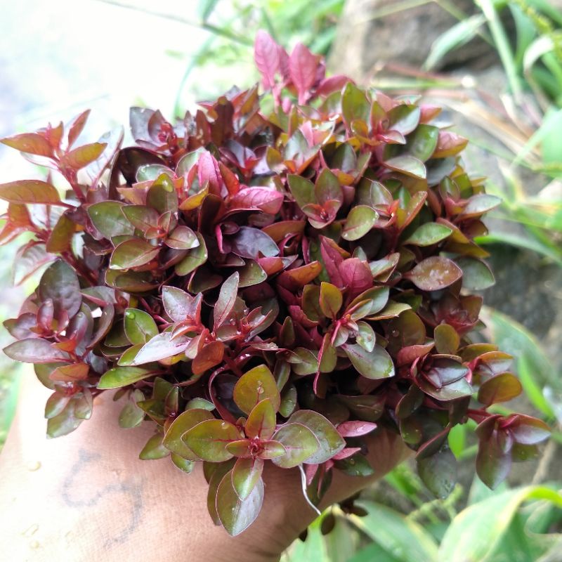 Ludwigia sp red