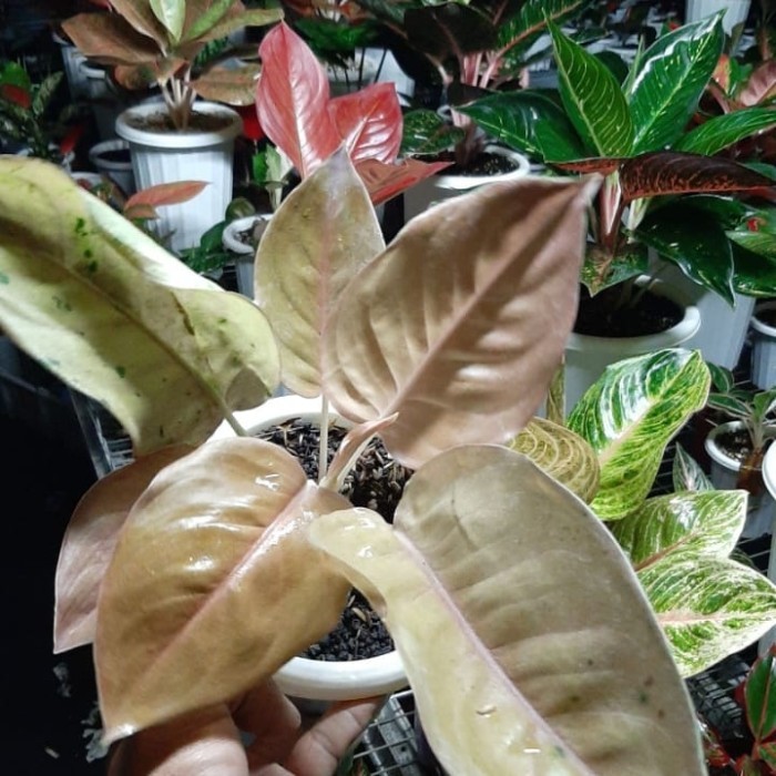 new thesauri : Tanaman Hias Aglonema Kochin Brown