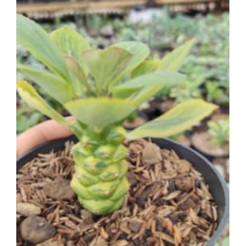 

monadenium