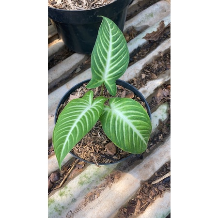 Xanthosoma  Lindenii