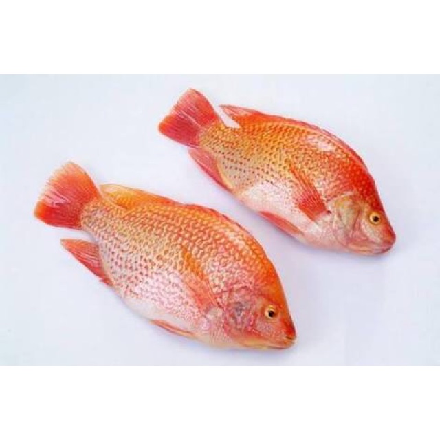 Ikan Nila Merah Fresh Hidup Segar Kiloan Pasar Murah Jakarta | Shopee